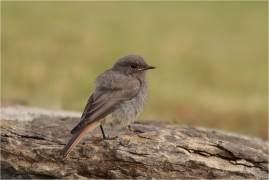 <p>REHEK DOMÁCÍ (Phoenicurus ochruros) /Black redstart - Hausrotschwanz/</p>